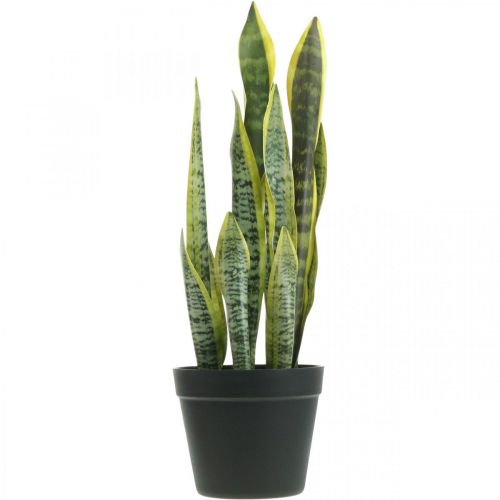 Floristik24 Sansevieria, kunstig blomst, buehamp i potte H50cm Ø14cm
