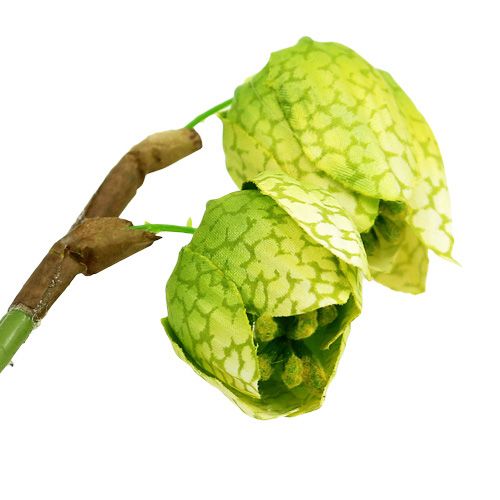 Floristik24 Sjakkblomst grønn med røtter L30cm