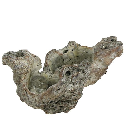 Floristik24 Bolle trerot 25,5 cm x 14 cm H11,5 cm