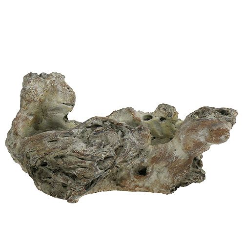 Floristik24 Bolle trerot 25,5 cm x 14 cm H11,5 cm