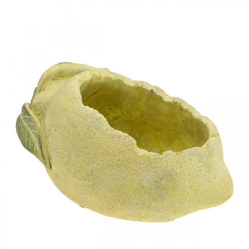 Floristik24 Middelhavsbetongskål, dekorativ sitron, planter, planter L18,5cm
