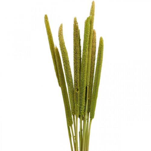 Reed cob deco sivgress tørket grønn H60cm haug