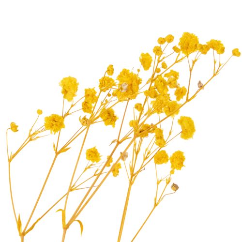 gjenstander Tørket blomsterbukett med babypust. Dekorative blomstrende grener egnet for sesongbasert borddekorasjon. 70 cm