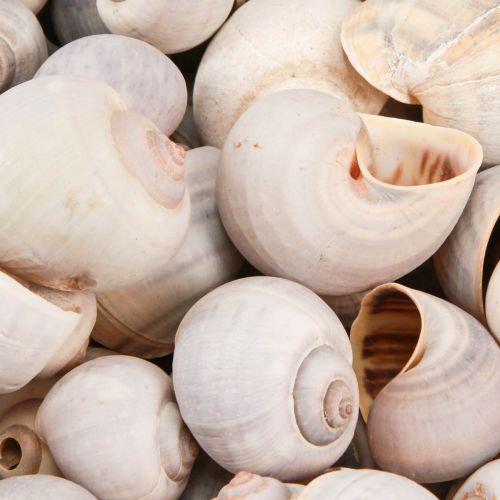 Floristik24 Snegledekorasjon sneglehus naturlig land snegletom 500g