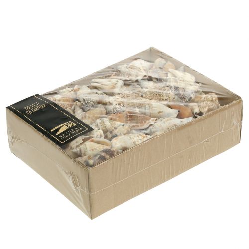 Floristik24 Sneglehus natur 815g