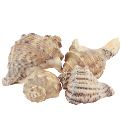 gjenstander Snegleskall dekorasjon havsnegler brun krem 4-6cm 300g