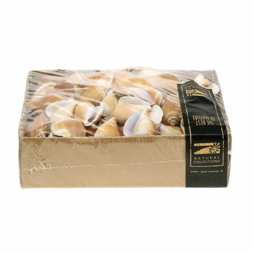 Floristik24 Sneglehus Strombus canarium natur 1050g