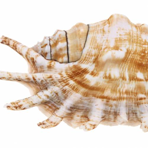 Floristik24 Sjøsnegl tusenbein snegl natur 11-15cm 10 stk