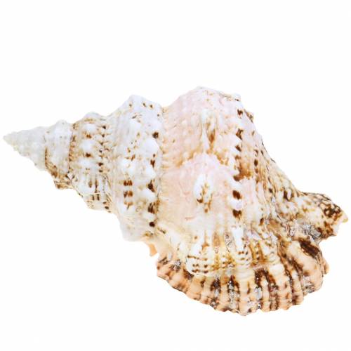 Floristik24 Sjøsnegl kjempefrosk snegle natur 18-20cm