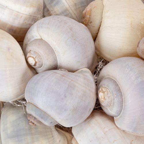 gjenstander Sneglekrans til oppheng, dekorativ krans, maritim stil, Nathai, Ø35 cm