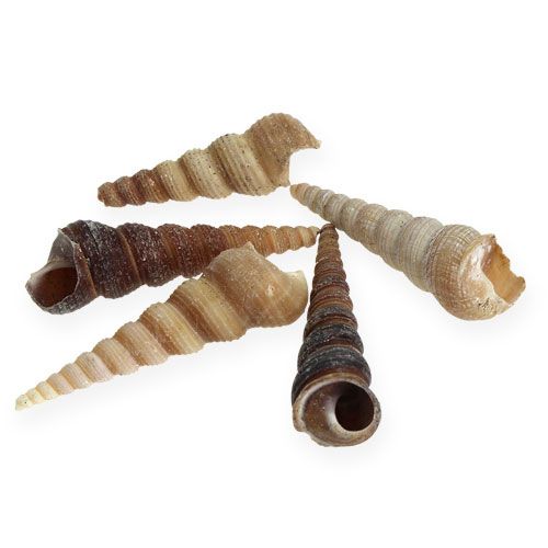 Floristik24 Terebra Turitella 1 kg_no