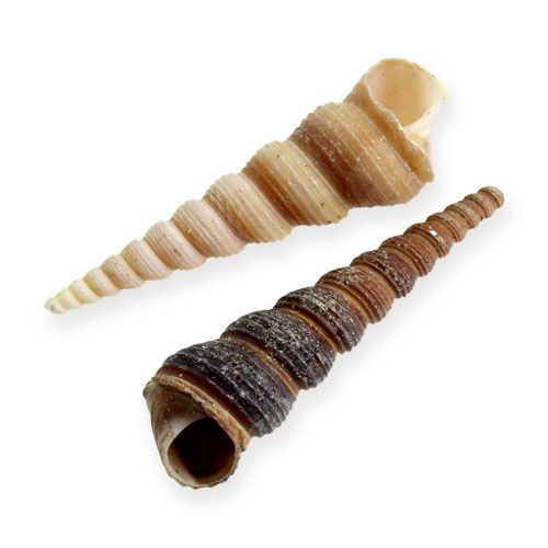 Floristik24 Terebra Turitella 1 kg_no