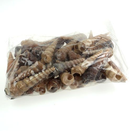 Floristik24 Terebra Turitella 1 kg_no