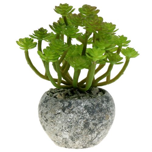 Sedum sedum plante i en potte på 15 cm