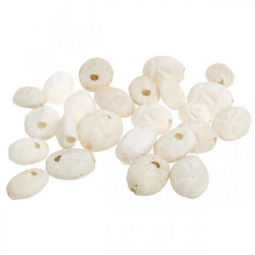 Floristik24 Kråkebolle hvit, maritim naturdekor 4cm-6cm 25 stk