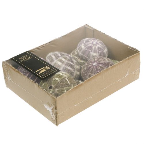 Floristik24 Kråkebolleblanding grønn-lilla 9 stk