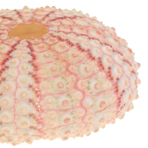 gjenstander Sea Urchin Rosa Maritim Dekor 36stk