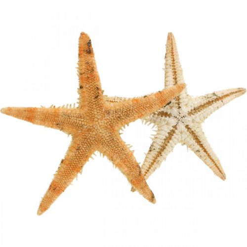 gjenstander Sjøstjerner scatter dekorasjon hjem deco mini sjøstjerne natur 2-4cm 50p