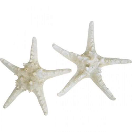 Deco sjøstjerne stor tørket hvit knott sjøstjerne 19-26cm 5stk