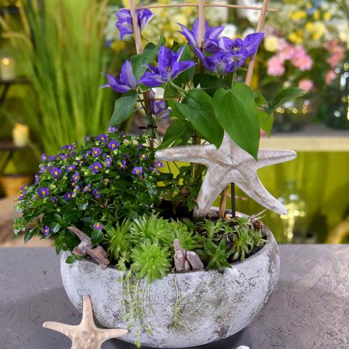 Floristik24 Sjøstjerne til plass, maritim tredekor naturlig farge, hvit H23,5cm