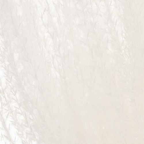 gjenstander Tørkede blomster, sølvgress. Elegant naturlig dekorasjon for hjem og kontor. 70 cm, 10 stk.