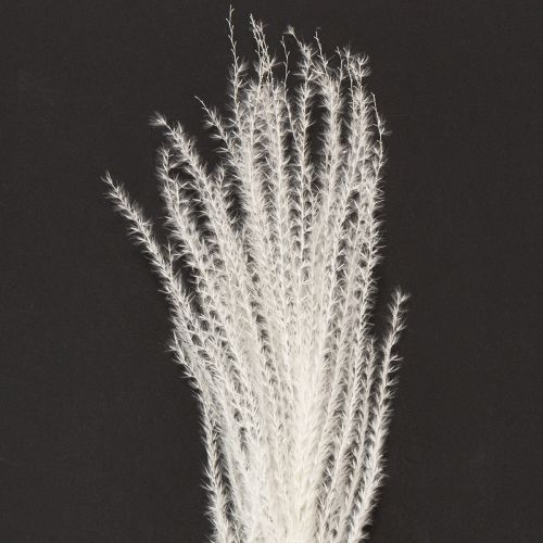 gjenstander Tørkede blomster, sølvgress. Elegant naturlig dekorasjon for hjem og kontor. 70 cm, 10 stk.