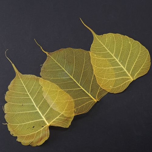 Skeletterte Bodhi-blader for kreativ dekorasjon