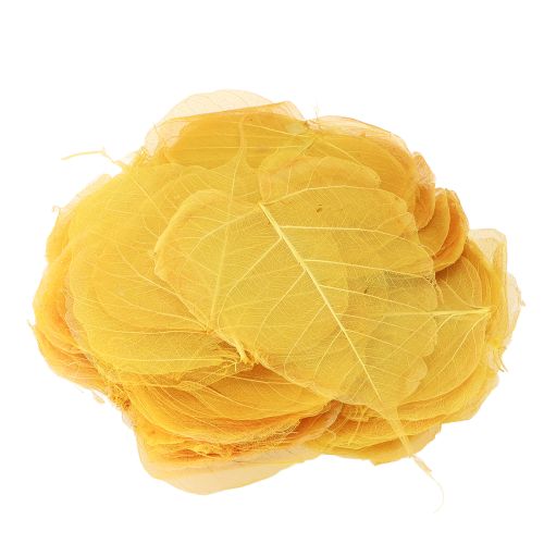 gjenstander Skeletterte Bodhi-blader for kreativ dekorasjon