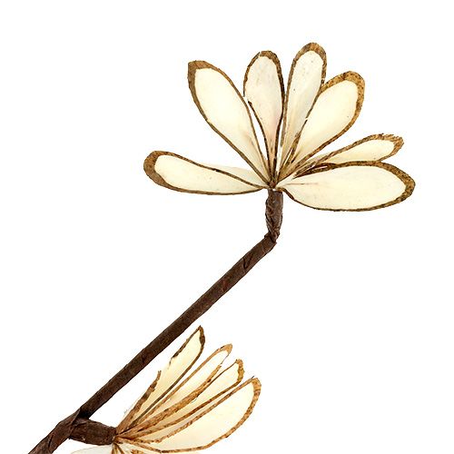 Floristik24 Sola Chips Sunny Stick Brun, Hvit 6 stk.