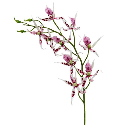 Floristik24 Edderkopp orkideer Brassia Pink-White 108cm 3stk