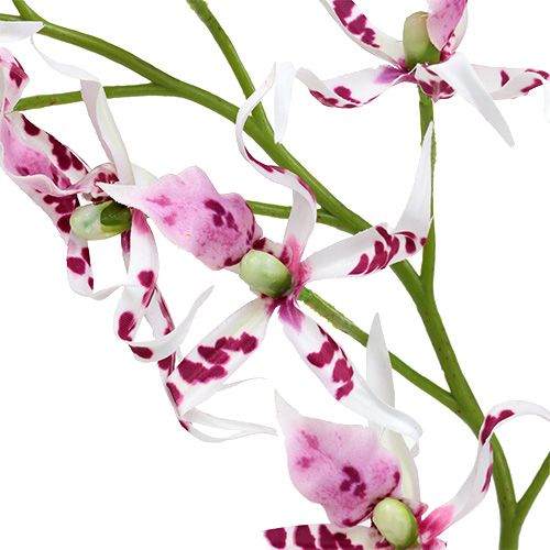 gjenstander Edderkopp orkideer Brassia Pink-White 108cm 3stk