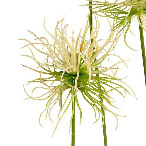 Floristik24 Spisset burdock kvister kremgrønn 63cm 4stk