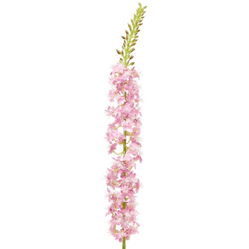 Floristik24 Ørkenhale steppelys rosa 106cm