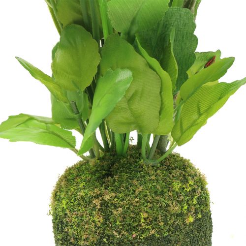 Floristik24 Stemorsblomst med mosekule hvit 31cm