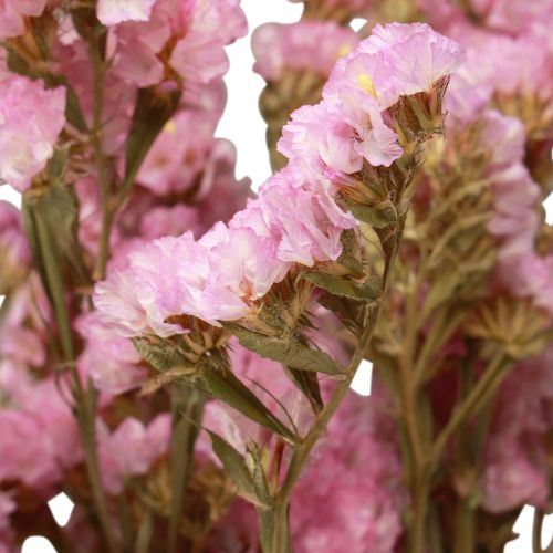 Floristik24 Beach Syrin Rosa Limonium Tørkede Blomster 60cm 50g
