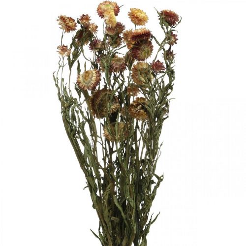 gjenstander Stråblomst Gul, Rød tørket Helichrysum tørket blomst 50cm 60g