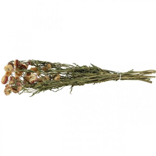 Floristik24 Stråblomst Gul, Rød tørket Helichrysum tørket blomst 50cm 60g