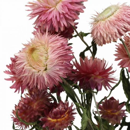 Floristik24 Stråblomst Rosa tørket Helichrysum tørkede blomsterbunt 45cm 45g