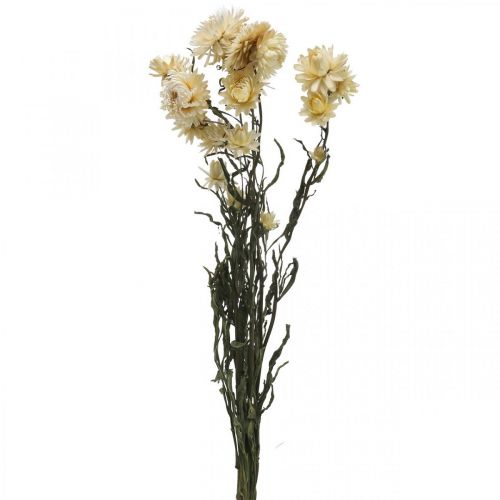 Tørr dekorasjon halmblomstkrem helichrysum tørket 50cm 30g