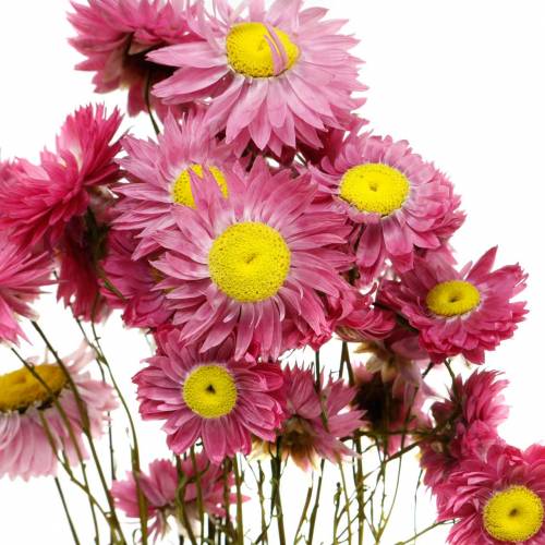 Floristik24 Halmblomst i en haug Rosa tørkede blomster 25g