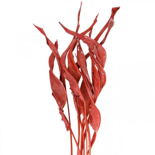 Strelitzia blader rød frostet tørr blomsterblomst 45-80cm 10stk