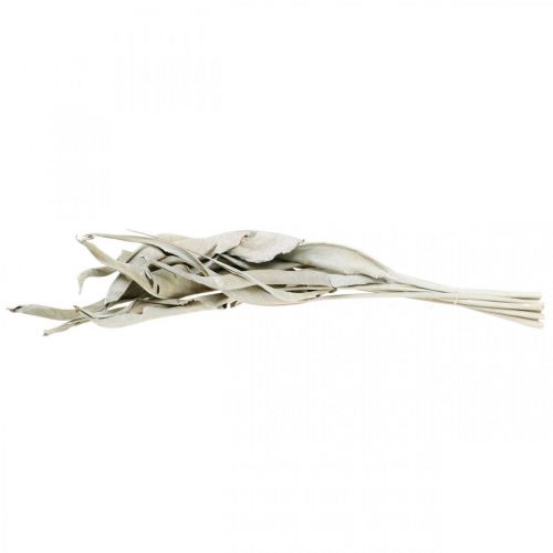 Floristik24 Strelitzia blader hvitvasket tørket 45-80cm 10 stk