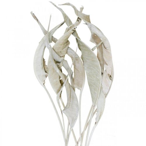 Floristik24 Strelitzia blader vasket hvite tørkede 45-80cm 10p