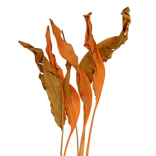 Floristik24 Strelitzia blader appelsin 120cm 20 stk