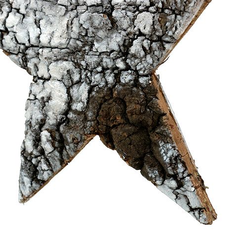 Floristik24 Bjørkebarkstjerne stor hvit 19cm 4stk