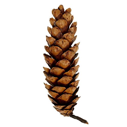 Strobuskjegler 20 - 25cm malt 50 stk | Floristik24.no