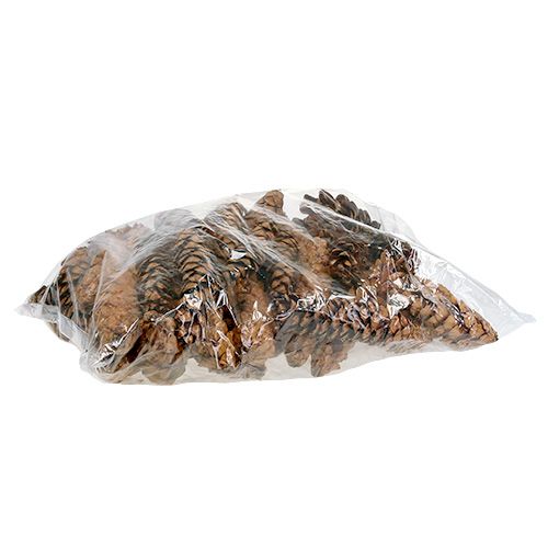 Strobuskjegler 20 - 25cm malt 50 stk | Floristik24.no