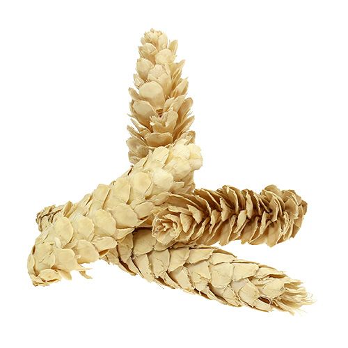 Strobus bleket 15cm-20cm 50 stk