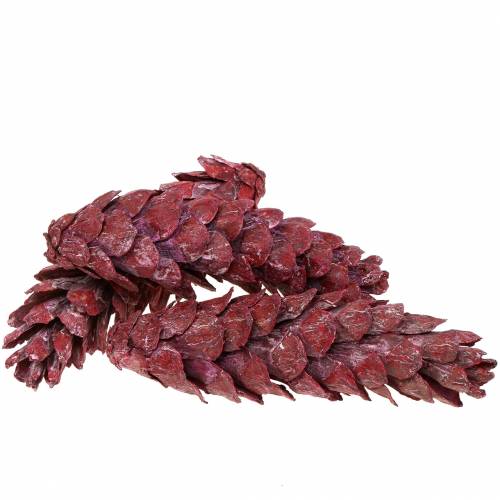 Strobus kjegle naturlig dekorasjon rød 15cm - 20cm 50p