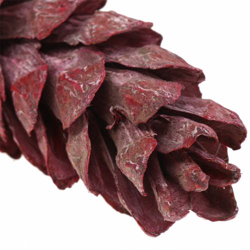 Strobus kjegle naturlig dekorasjon rød 15cm - 20cm 50p